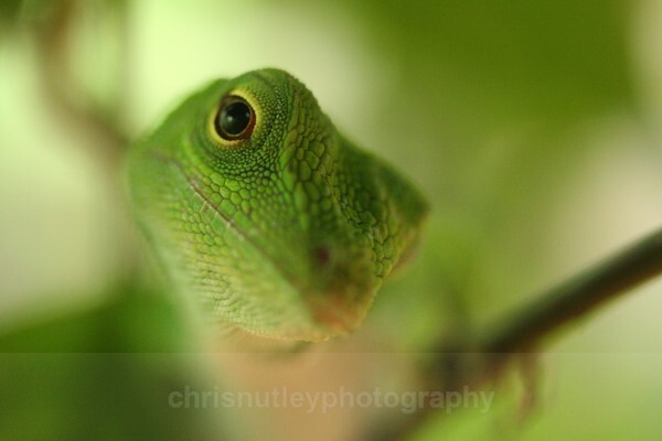  - Reptiles and Amphibians