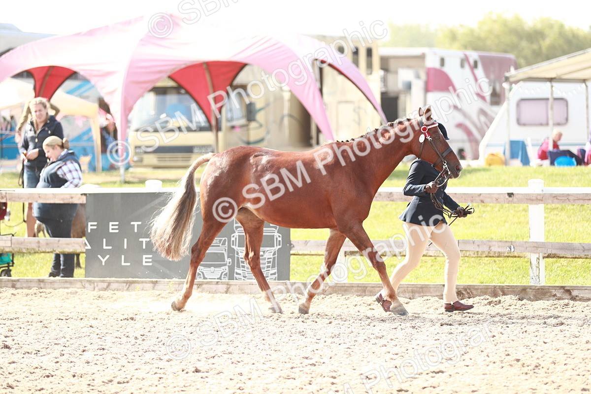SBM_11042 - Class 205 IH Show Pony/ Show Hunter Pony