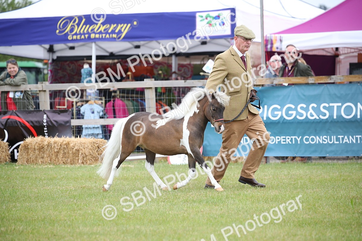 SBM_03914 - Class 23-25 - British Miniature Horse of the Year