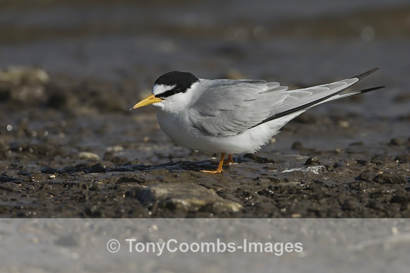 Little Tern - Birds