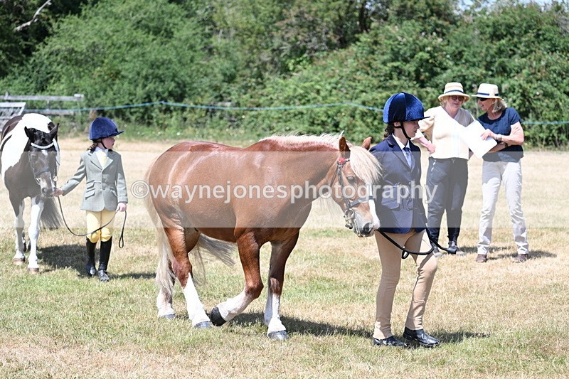 WJ7_2209 - Class 5 Most Handsome Gelding (up to 14.2hh) in hand