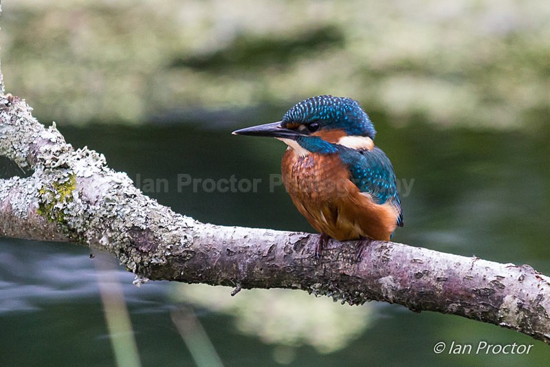 Kingfisher - Lagan Towpath near Lock Keepers Cottage, Belfast, N - Nature