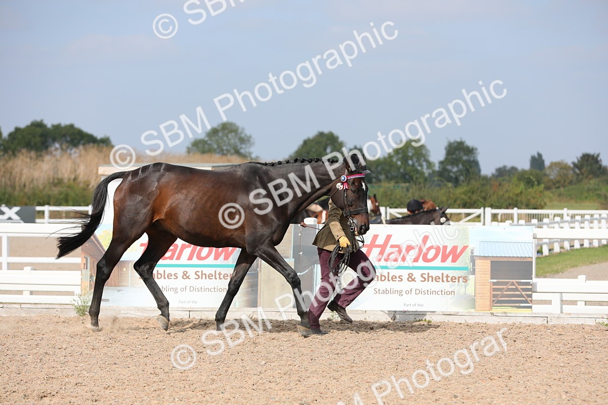 SBM_15910 - Class 313 IH Retired Racehorse