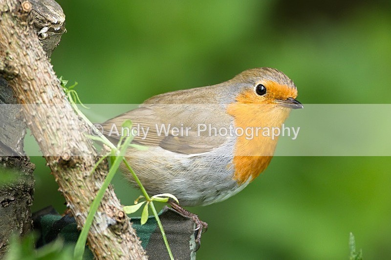 20120512-_MG_0206 - Robin