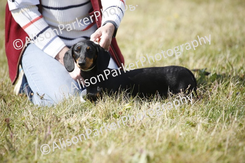 20250831-3789 - Dog Show