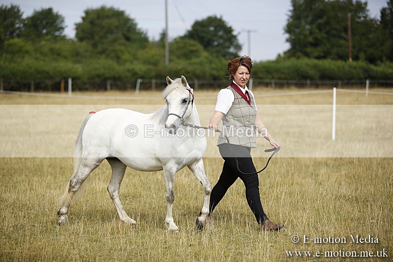 _C7A9185 - BVRC Sow 2018 Ring 2