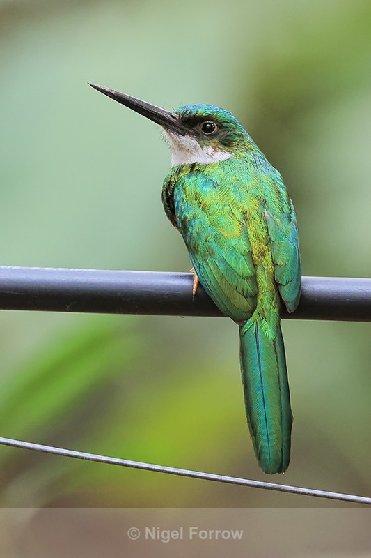 Male Rufous-tailed Jacamar, Pantanal, Brazil - Rufous-tailed Jacamar