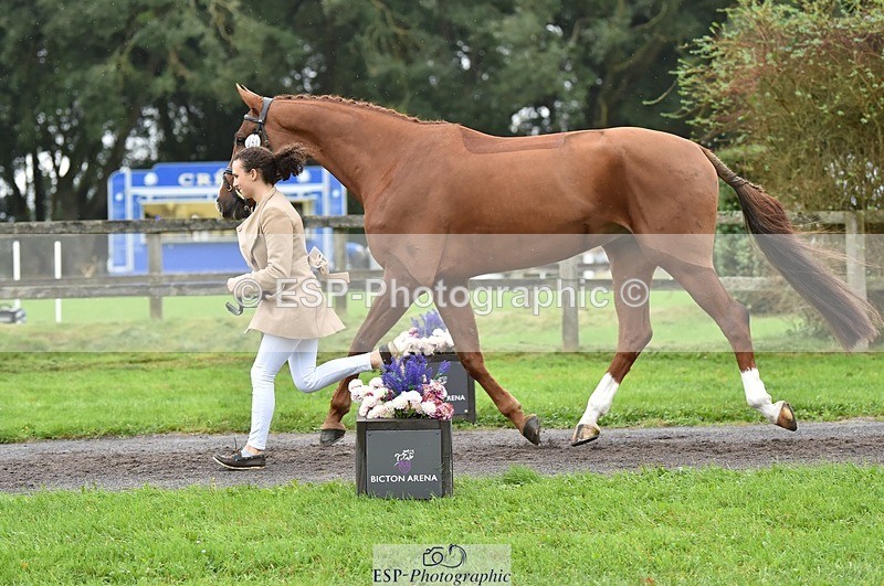 231018-123858-00426 - 051-VITAL.DK.Z-Isny.O'Donnell-TrotUp