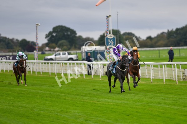 131023-Race 1-Pilgrim-9034 - Race 1 2.05pm William Hill EBF Novice Stakes