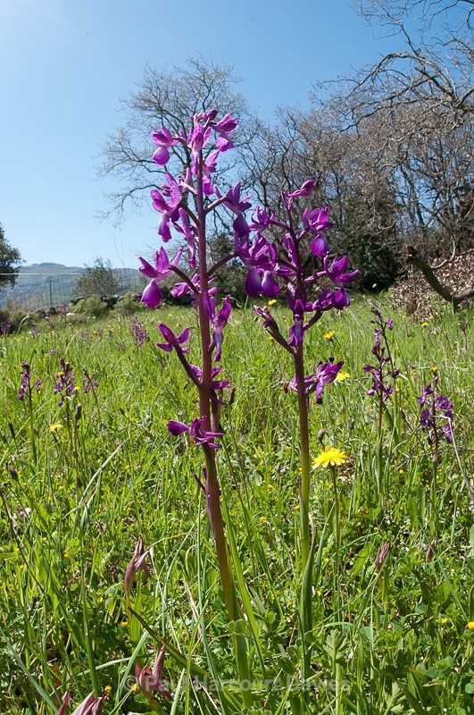  - Orchids - Crete