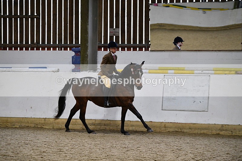 WJ5_8952 - Class 15 Ridden Show Horse