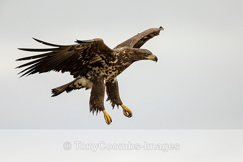 White-tailed Eagle   (2nd winter) - Eagle Hides