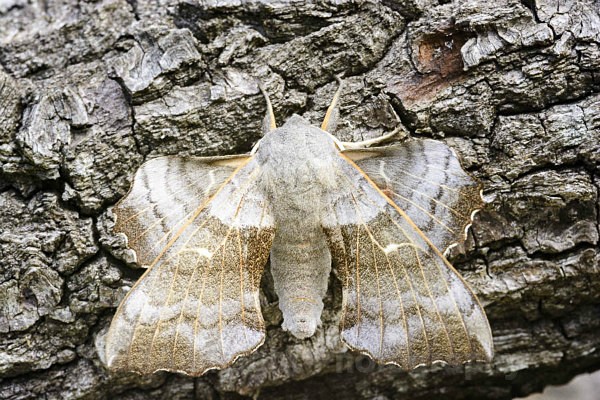 Poplar moth