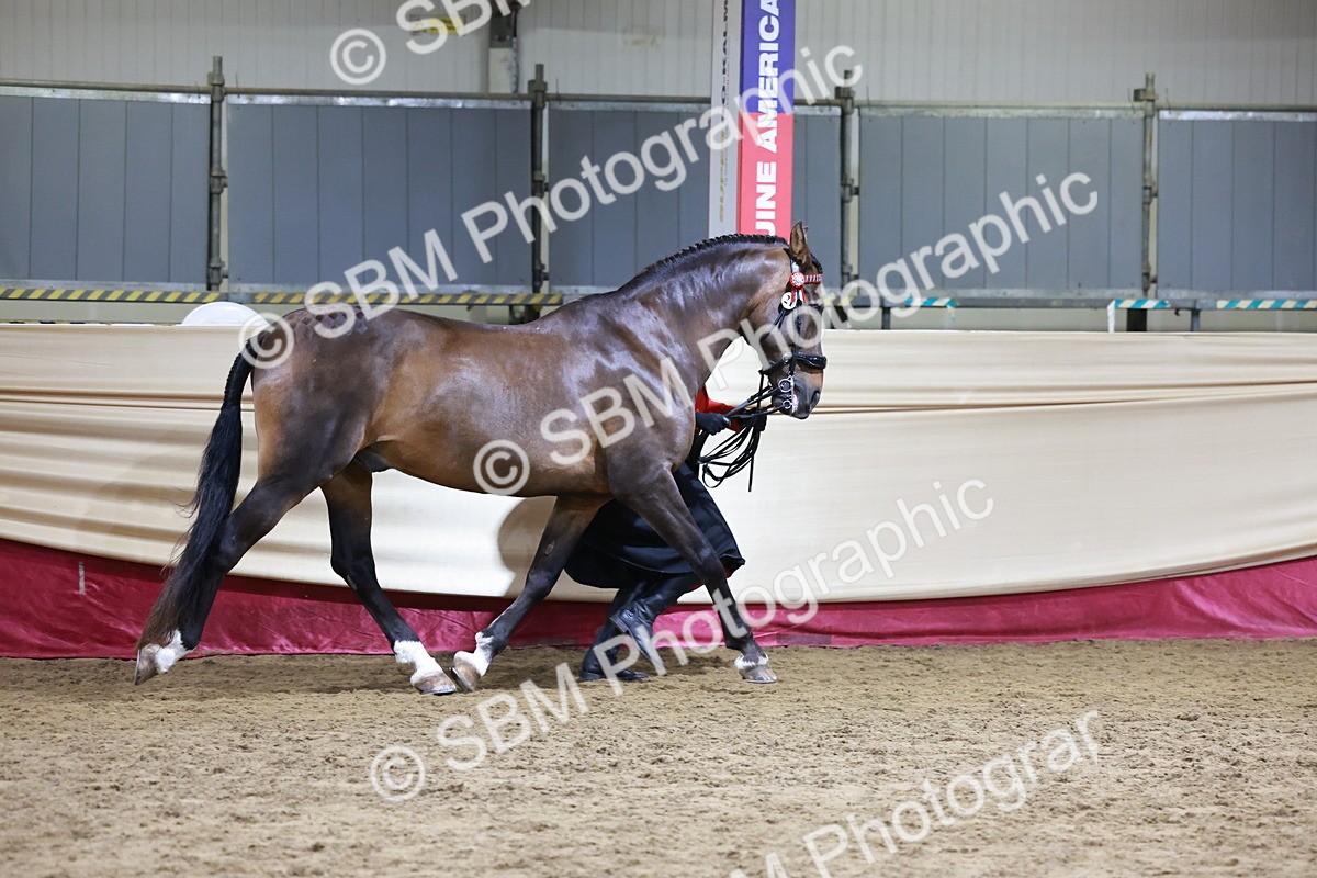 SBM_20678 - Class J - Foreign Breeds Champ