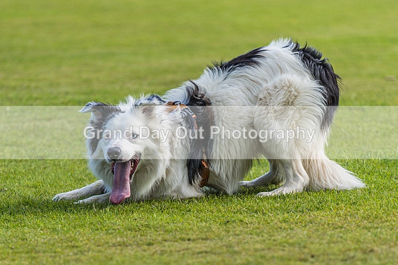 Round Latrigg-34 - Round Latrigg Fell Race Wednesday 12th June 2024