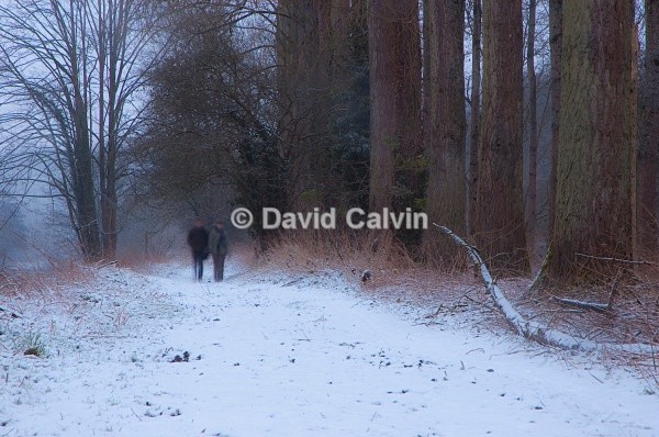 Woodland Winter Walk - Winter