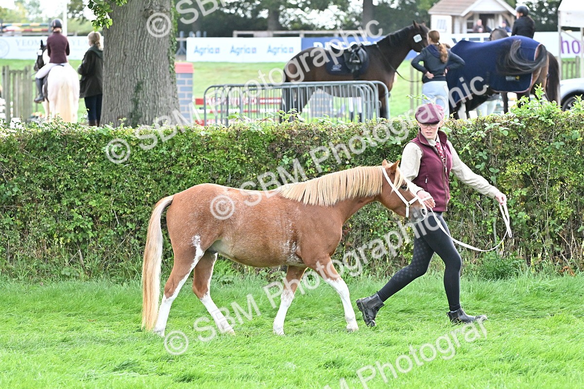 SBM_56930 - S45 - Coloured Pony In Hand