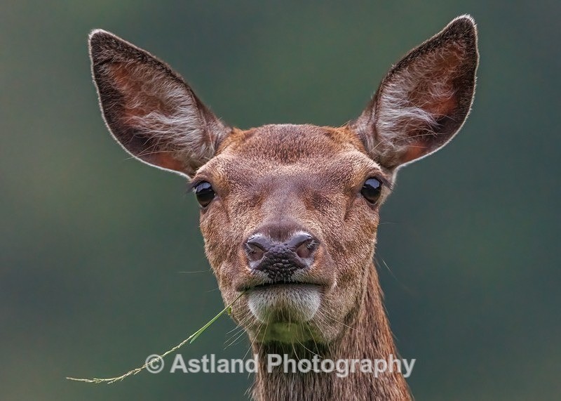 Red Deer - Latest Images
