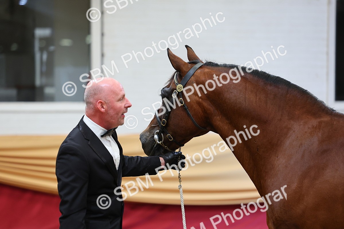 SBM_22698 - Class 903 - Supreme Final - IH Pre Vet