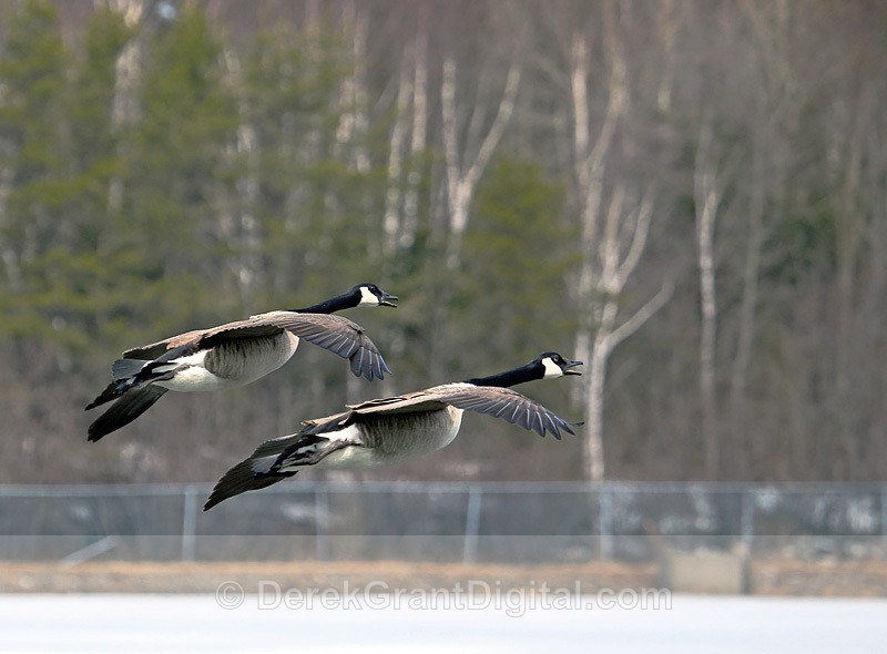 Synchronized Geese - Birds of Atlantic Canada