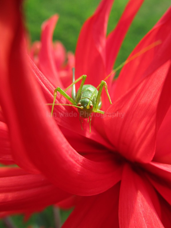  - Insects & Snails, Great Britain