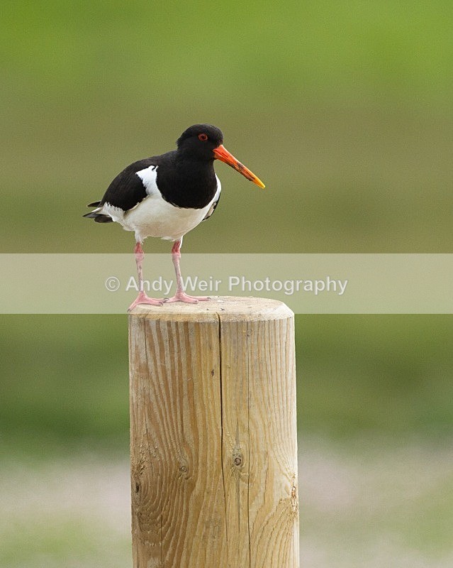 20110615-IMG_5820 - Oyster Catcher
