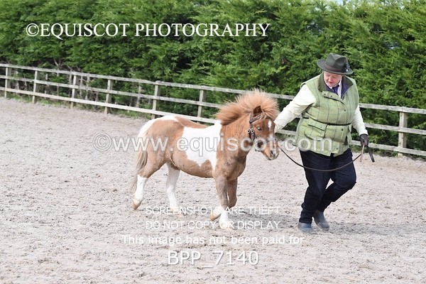 BPP_7140 - RING 1  (RIDDEN HORSES / IN HAND / VETERAN ETC)