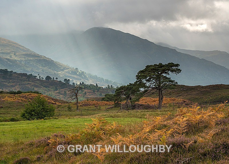 Crepuscular Gold - Scots Pines