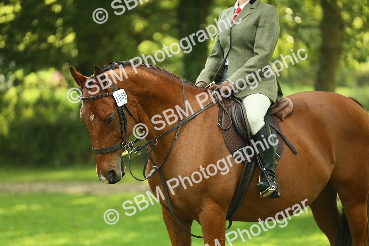 SBM_52167 - S33 - Working Hunter & Working Show Horse
