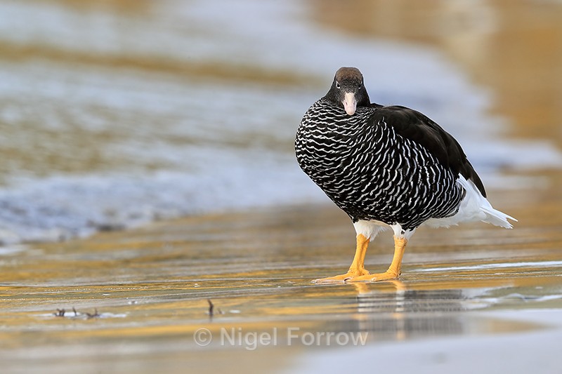 Kelp Goose (female) standing still on beach, Carcass Island, Falklands - Kelp Goose