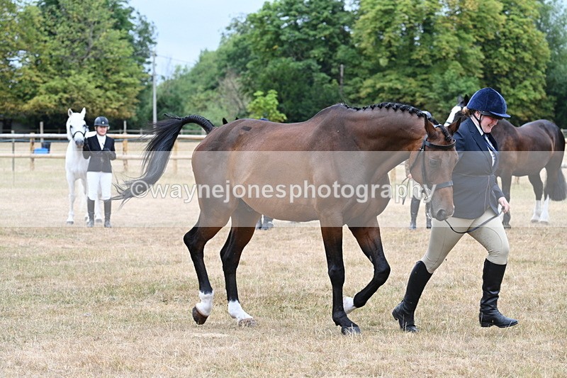WJ7_9890 - Class 5a Most Handsome Gelding (above 14.2hh)