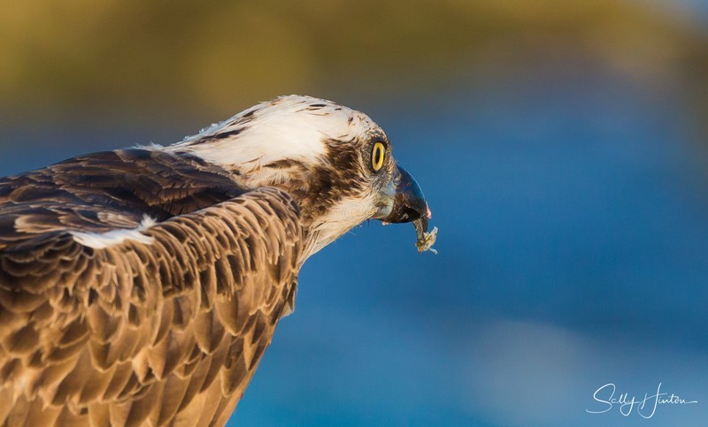 Osprey with Luderick 20