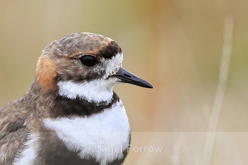 Two-banded Plover portrait, Carcass Island, Falklands - Two-banded Plover