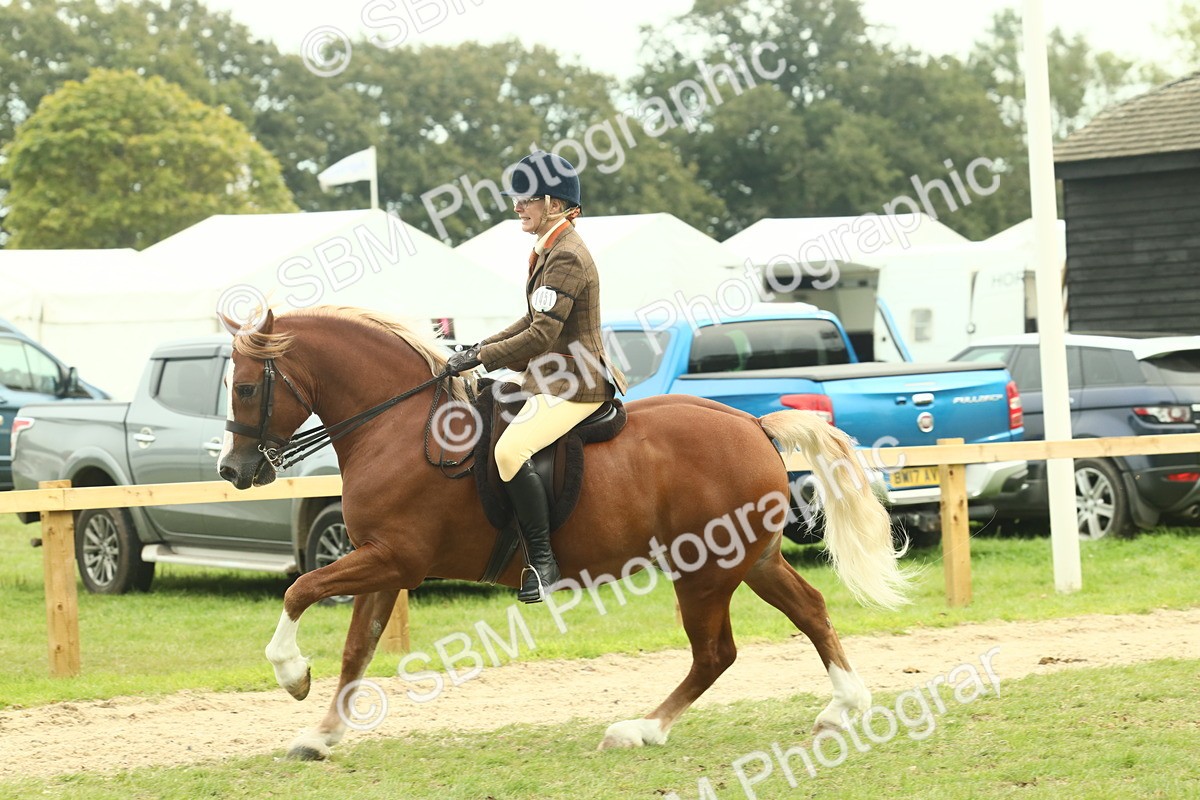 SBM_71969 - S60 - Mountain & Moorland Ridden Large Breeds
