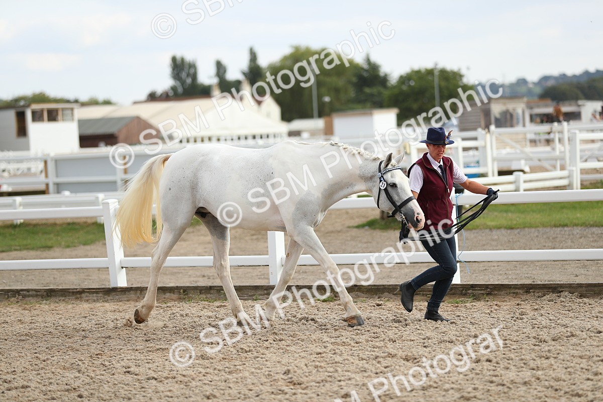 SBM_08553 - Class 28 - IH Veteran Horse