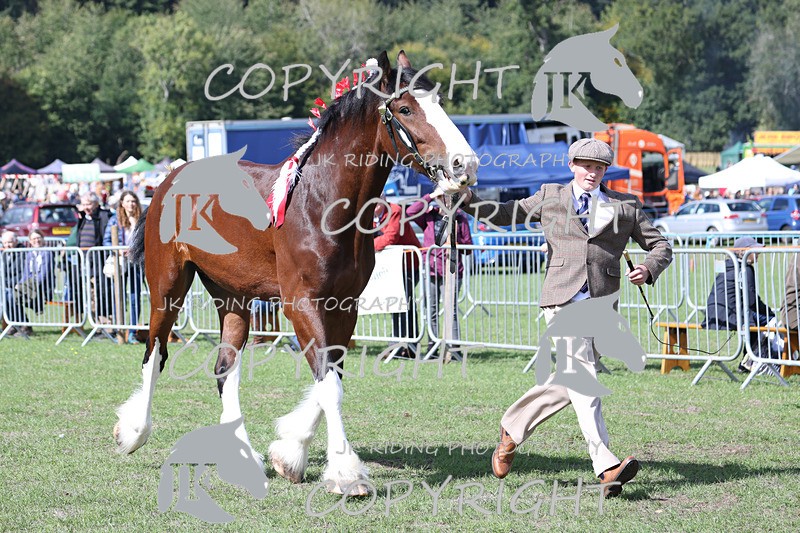 APP_3198 - Class 3 Youngstock