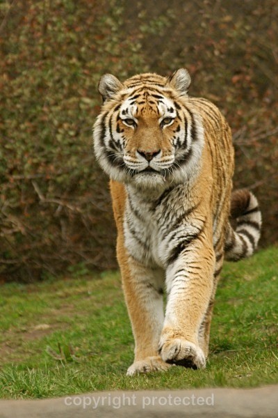 Amur Tiger on approach (Hagenbeck Zoo) - Tigers