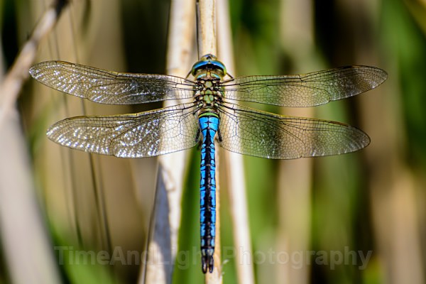 Male Emperor - Dragonflies & Damselflies