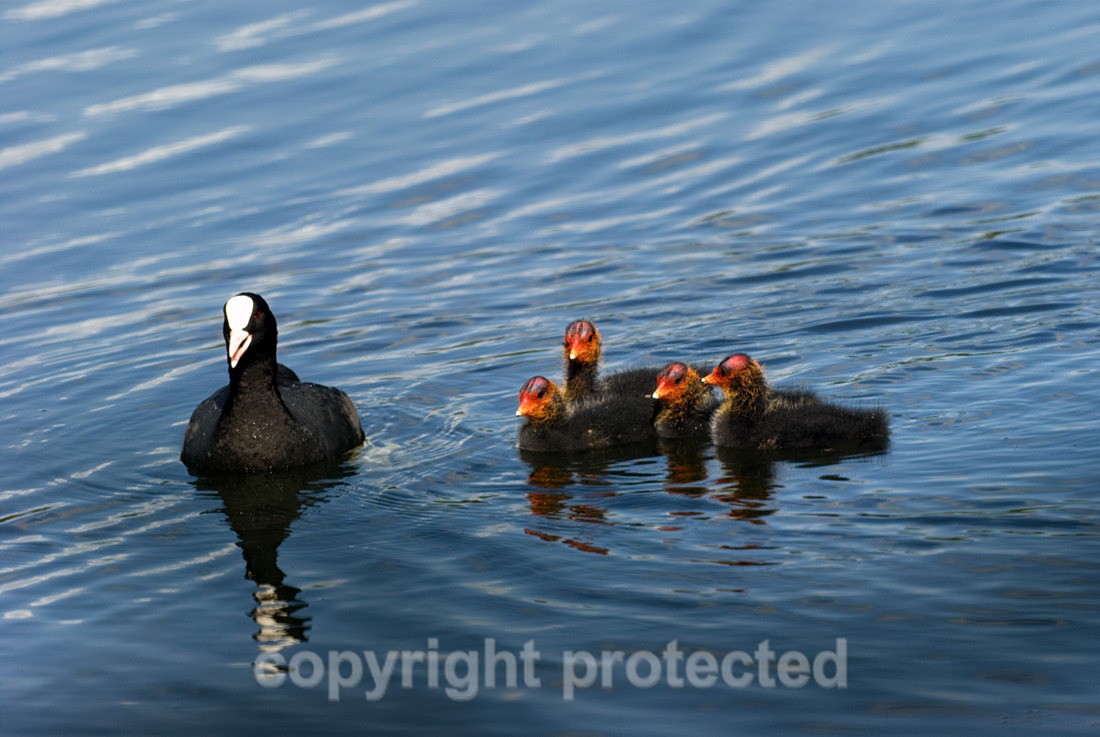 Coots - Sevenoaks Nature Reserve - Kent - Birds