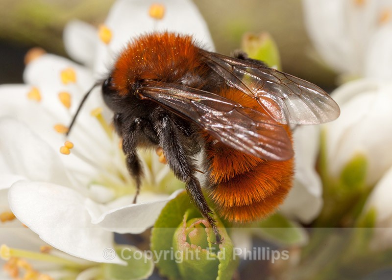 Andrena fulva (f) - Andrena fulva