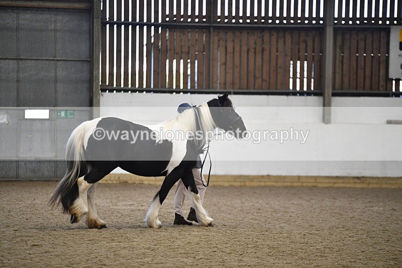 WJ5_5488 - Class 8 In hand cob