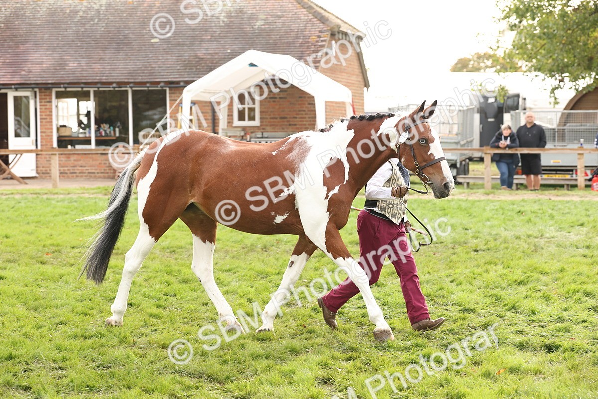 SBM_56799 - S54 - Piebald & Skewbald Horse In Hand