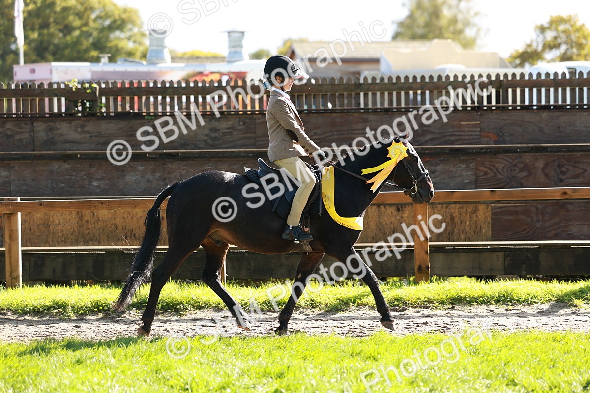 SBM_42103 - S32 - Mountain & Moorland Working Hunter Pony