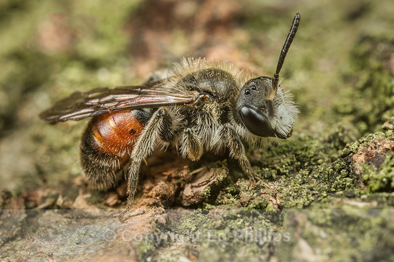 Andrena labiata (m) - Andrena labiata