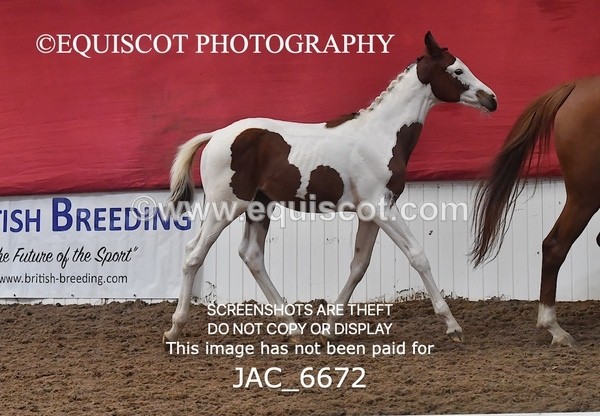 JAC_6672 - 15 Ziggy of Westoak