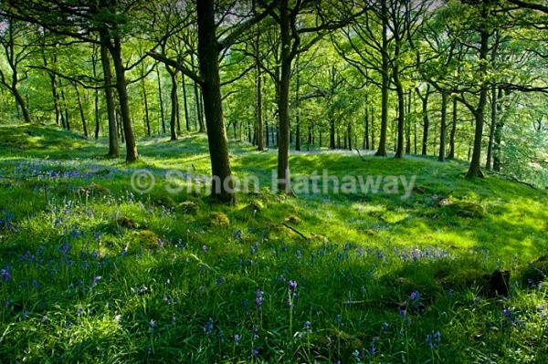 Nibthwaite Woodland - English Lake District