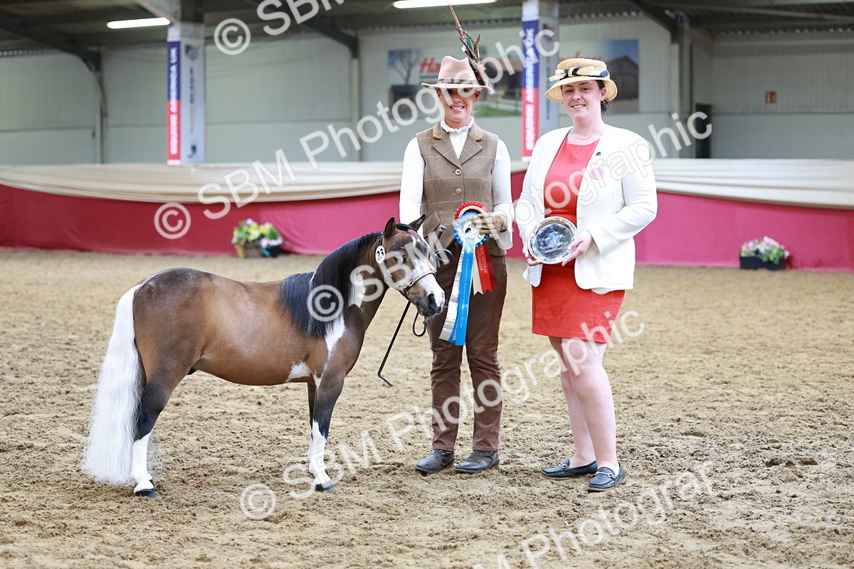 SBM_15752 - Class 110 - IH  Minature Horse