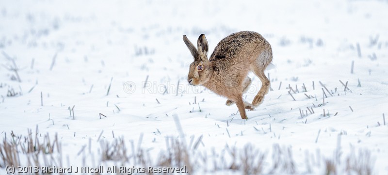 Brown Hare (Lepus europaeus) running in the snow 2 - Brown Hare (Lepus europaeus)