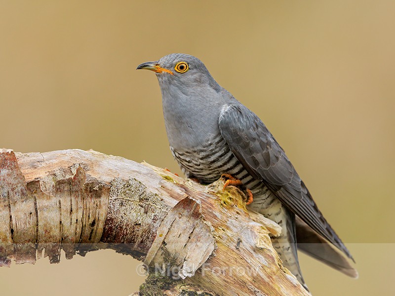 Cuckoo (male) portrait, Scotland - Cuckoo