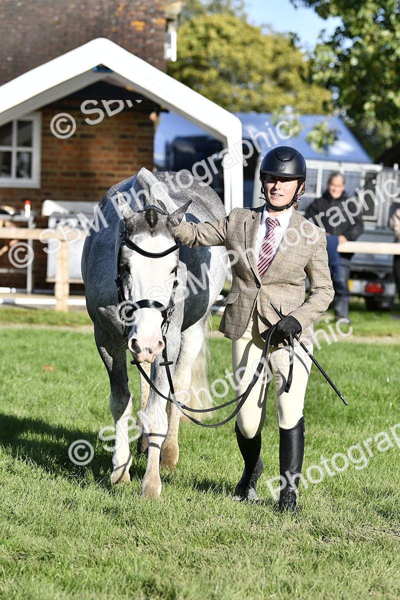 SBM_52246 - S35 - Working Hunter & Working Show Horse